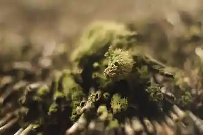 高台寺（高台寿聖禅寺・高臺寺）(京都府)