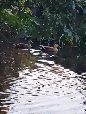 神明宮 (芋森神社)(栃木県)