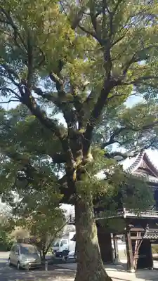 安祥山了雲院大乗寺(愛知県)