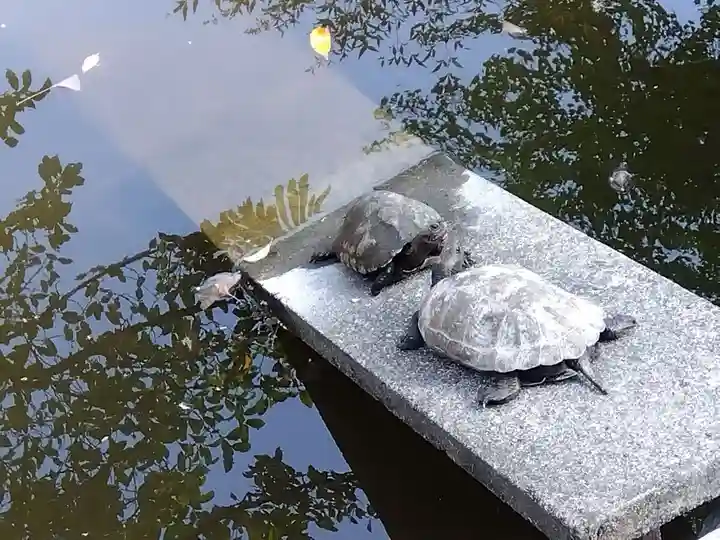 市杵島姫神社の動物