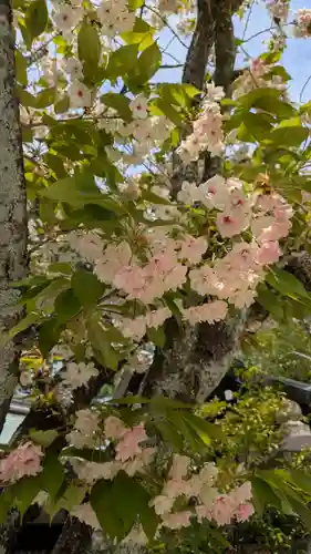 白峯神宮(京都府)