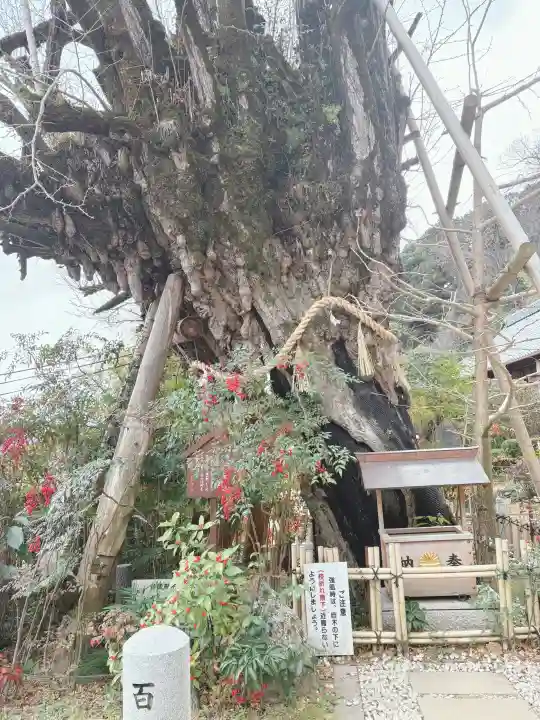 葛城一言主神社の{uncategorized: "未分類", other: "その他", undefined: "問題あり", building: "その他建物", grave: "お墓", sacred_gate: "鳥居", guardian: "狛犬", statue: "像", buddha: "仏像", history: "歴史", nature: "自然", garden: "庭園", animal: "動物", pagoda: "塔", temizu: "手水舎", mountain_gate: "山門・神門", sanctuary: "本殿・本堂", subordinate: "末社・摂社", art: "芸術", scenery: "景色", jizo: "地蔵", ema: "絵馬", goshuin: "御朱印", omikuji: "おみくじ", items: "授与品その他", amulet: "お守り", goshuincho: "御朱印帳", eats: "食事", festival: "お祭り", votive_dance: "神楽", shichigosan: "七五三参", wedding: "結婚式", experience: "体験その他", initially: "初詣", around: "周辺", anti_infection: "感染症対策"}
