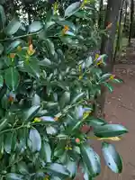 伏木香取神社(茨城県)