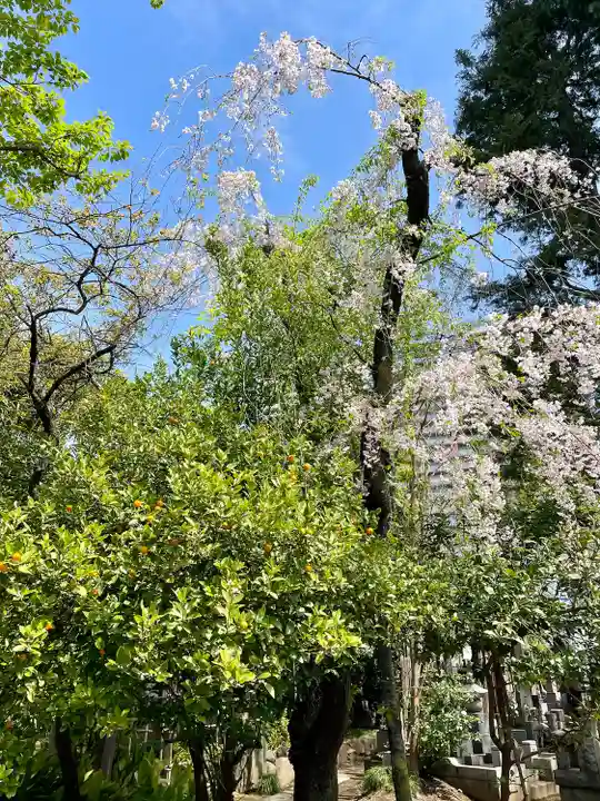 本行寺(東京都)