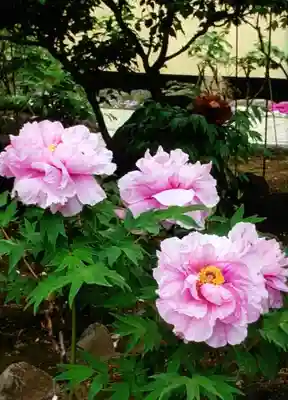 禅定院(東京都)