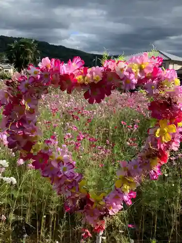 般若寺 ❁﻿コスモス寺❁(奈良県)