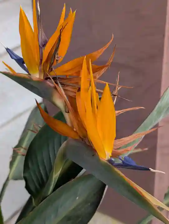 本覺寺(神奈川県)