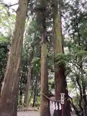 駒形神社の自然