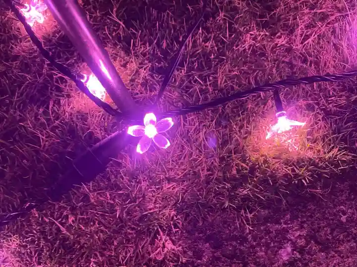 武蔵野坐令和神社の{uncategorized: "未分類", other: "その他", undefined: "問題あり", building: "その他建物", grave: "お墓", sacred_gate: "鳥居", guardian: "狛犬", statue: "像", buddha: "仏像", history: "歴史", nature: "自然", garden: "庭園", animal: "動物", pagoda: "塔", temizu: "手水舎", mountain_gate: "山門・神門", sanctuary: "本殿・本堂", subordinate: "末社・摂社", art: "芸術", scenery: "景色", jizo: "地蔵", ema: "絵馬", goshuin: "御朱印", omikuji: "おみくじ", items: "授与品その他", amulet: "お守り", goshuincho: "御朱印帳", eats: "食事", festival: "お祭り", votive_dance: "神楽", shichigosan: "七五三参", wedding: "結婚式", experience: "体験その他", initially: "初詣", around: "周辺", anti_infection: "感染症対策"}