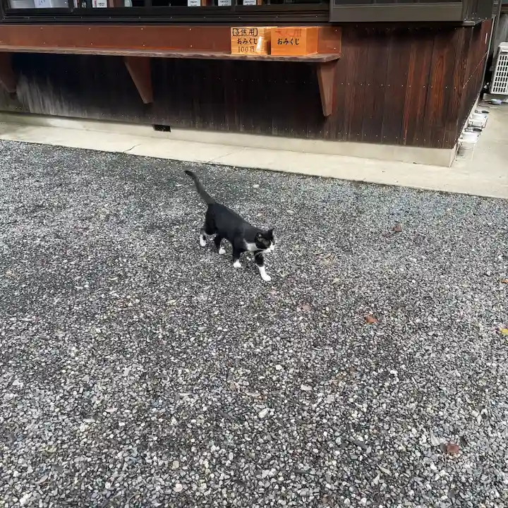 八幡社(柏井町)の動物