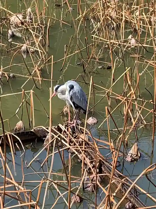 御髪神社の動物