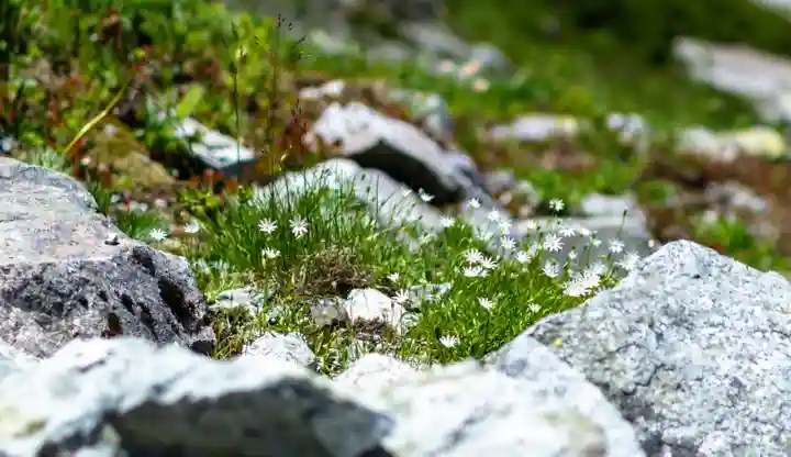 雄山神社峰本社の自然