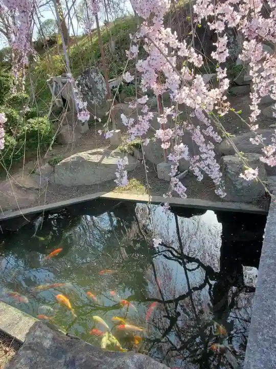 金毘羅桜(福島県)