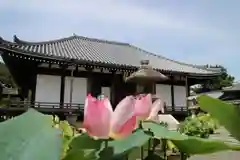 當麻寺 奥院の庭園