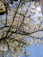 千住本氷川神社の{uncategorized: "未分類", other: "その他", undefined: "問題あり", building: "その他建物", grave: "お墓", sacred_gate: "鳥居", guardian: "狛犬", statue: "像", buddha: "仏像", history: "歴史", nature: "自然", garden: "庭園", animal: "動物", pagoda: "塔", temizu: "手水舎", mountain_gate: "山門・神門", sanctuary: "本殿・本堂", subordinate: "末社・摂社", art: "芸術", scenery: "景色", jizo: "地蔵", ema: "絵馬", goshuin: "御朱印", omikuji: "おみくじ", items: "授与品その他", amulet: "お守り", goshuincho: "御朱印帳", eats: "食事", festival: "お祭り", votive_dance: "神楽", shichigosan: "七五三参", wedding: "結婚式", experience: "体験その他", initially: "初詣", around: "周辺", anti_infection: "感染症対策"}