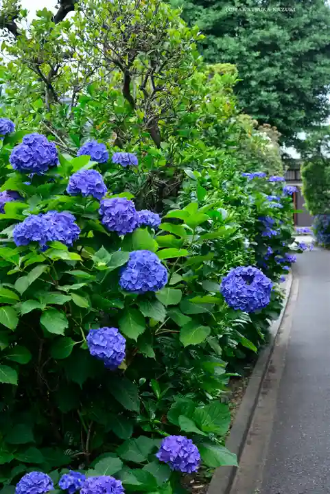 宝祥寺(東京都)