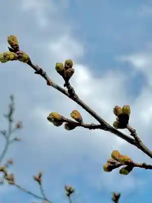 蚊里田八幡宮の{uncategorized: "未分類", other: "その他", undefined: "問題あり", building: "その他建物", grave: "お墓", sacred_gate: "鳥居", guardian: "狛犬", statue: "像", buddha: "仏像", history: "歴史", nature: "自然", garden: "庭園", animal: "動物", pagoda: "塔", temizu: "手水舎", mountain_gate: "山門・神門", sanctuary: "本殿・本堂", subordinate: "末社・摂社", art: "芸術", scenery: "景色", jizo: "地蔵", ema: "絵馬", goshuin: "御朱印", omikuji: "おみくじ", items: "授与品その他", amulet: "お守り", goshuincho: "御朱印帳", eats: "食事", festival: "お祭り", votive_dance: "神楽", shichigosan: "七五三参", wedding: "結婚式", experience: "体験その他", initially: "初詣", around: "周辺", anti_infection: "感染症対策"}
