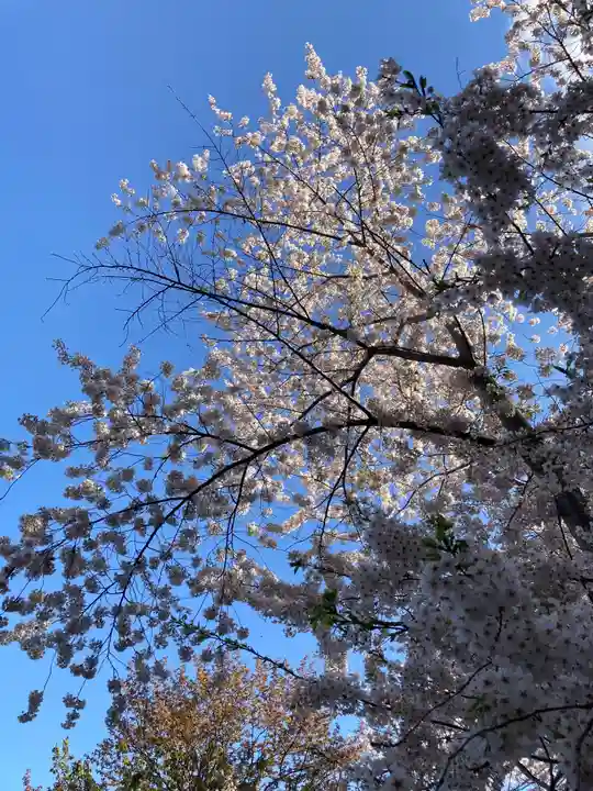 北海道神宮の自然