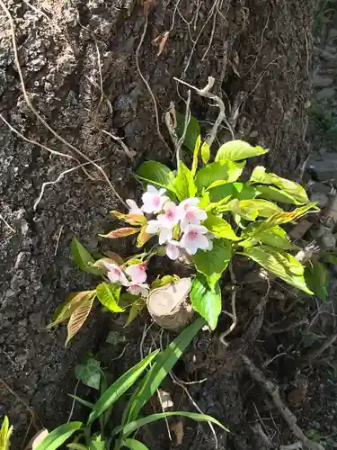 高司神社〜むすびの神の鎮まる社〜の自然