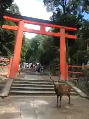 春日大社の動物