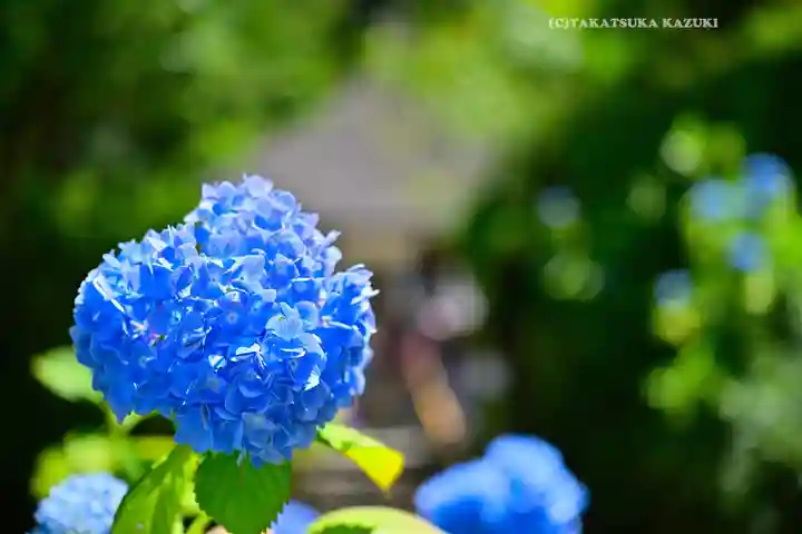 明月院(神奈川県)
