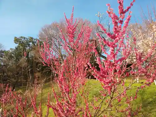茨城縣護國神社の自然