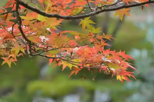 慈恩護国禅寺の自然