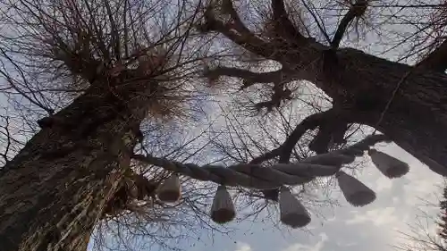 亀ケ池八幡宮の自然