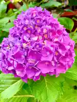 仙台大神宮の自然