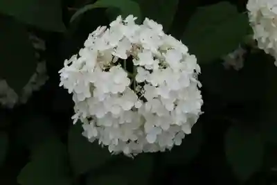 音楽寺(愛知県)