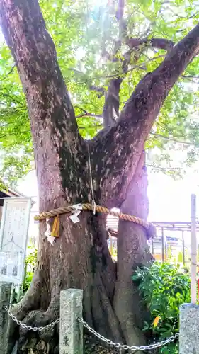 田光八幡社の自然