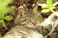 玉野御嶽神社(愛知県)