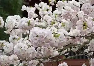 赤堂観音の自然(2020年04月05日(日) 14時48分57秒投稿)