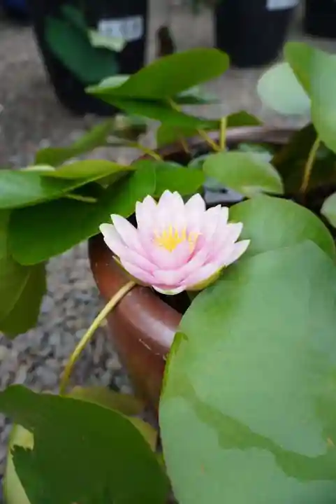 上行寺(静岡県)