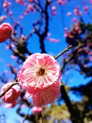 布多天神社(東京都)