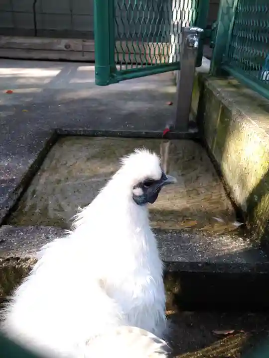 阿智神社の動物