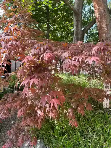 櫻木神社の自然