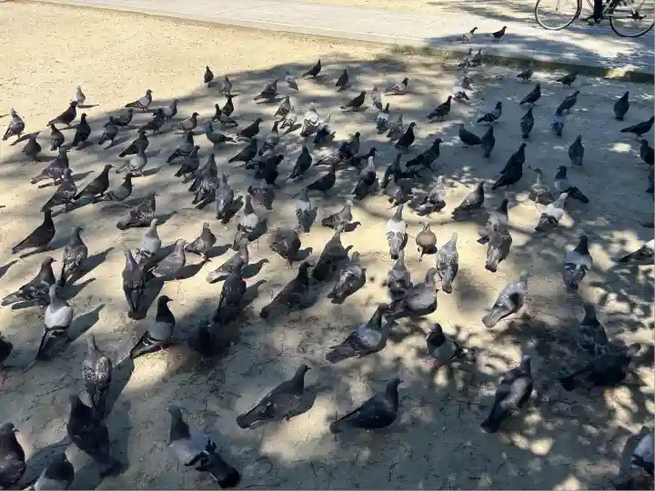 甚目寺(愛知県)