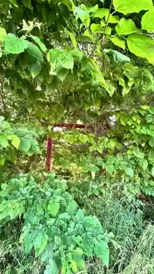 稲荷神社(尾白内)(北海道)