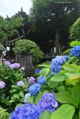 白山神社(東京都)