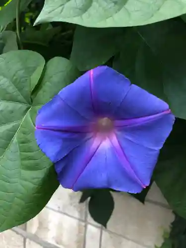 諏訪神社の自然