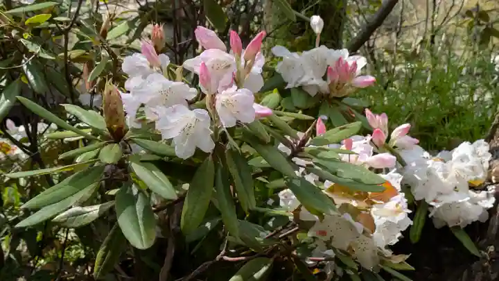 平野神社(京都府)