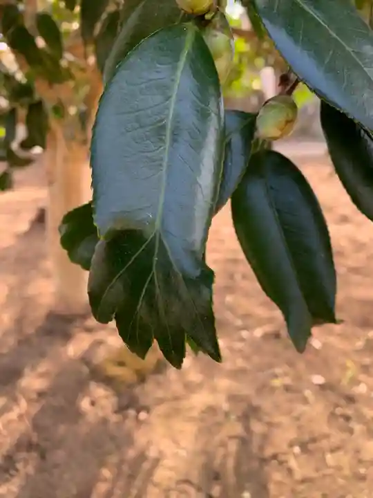 下野薬師寺 (旧 安國寺)の体験その他