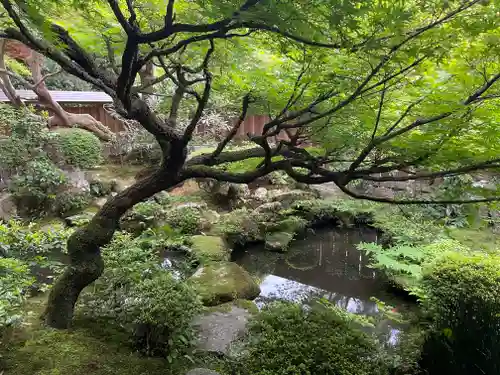 宝泉院の庭園