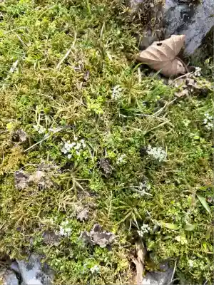 大劔神社(徳島県)