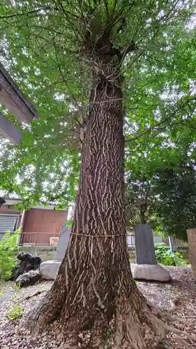 諏訪大神社 の自然