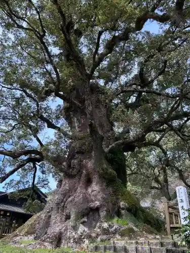 蒲生八幡神社の{uncategorized: "未分類", other: "その他", undefined: "問題あり", building: "その他建物", grave: "お墓", sacred_gate: "鳥居", guardian: "狛犬", statue: "像", buddha: "仏像", history: "歴史", nature: "自然", garden: "庭園", animal: "動物", pagoda: "塔", temizu: "手水舎", mountain_gate: "山門・神門", sanctuary: "本殿・本堂", subordinate: "末社・摂社", art: "芸術", scenery: "景色", jizo: "地蔵", ema: "絵馬", goshuin: "御朱印", omikuji: "おみくじ", items: "授与品その他", amulet: "お守り", goshuincho: "御朱印帳", eats: "食事", festival: "お祭り", votive_dance: "神楽", shichigosan: "七五三参", wedding: "結婚式", experience: "体験その他", initially: "初詣", around: "周辺", anti_infection: "感染症対策"}