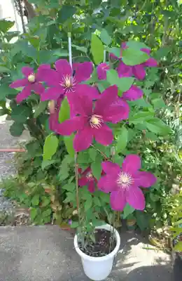本郷氷川神社(東京都)