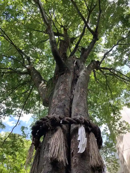 子安神社の自然