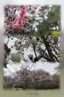 八阪神社の自然